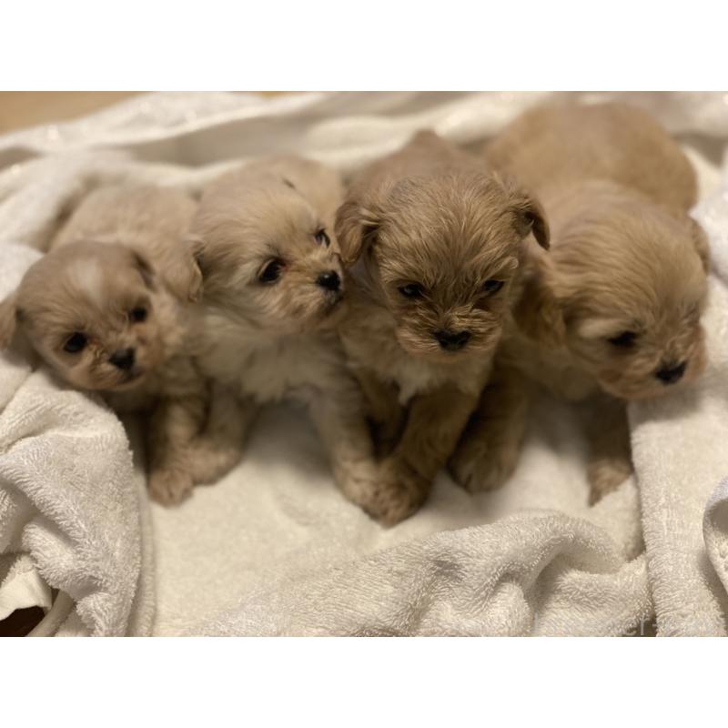 販売中の埼玉県のミックス犬-445339の3枚目