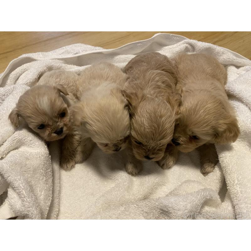 販売中の埼玉県のミックス犬-445339の2枚目