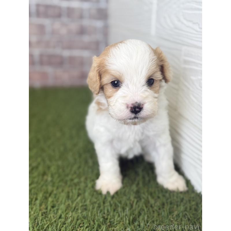 販売中の三重県のミックス犬-445341の4枚目