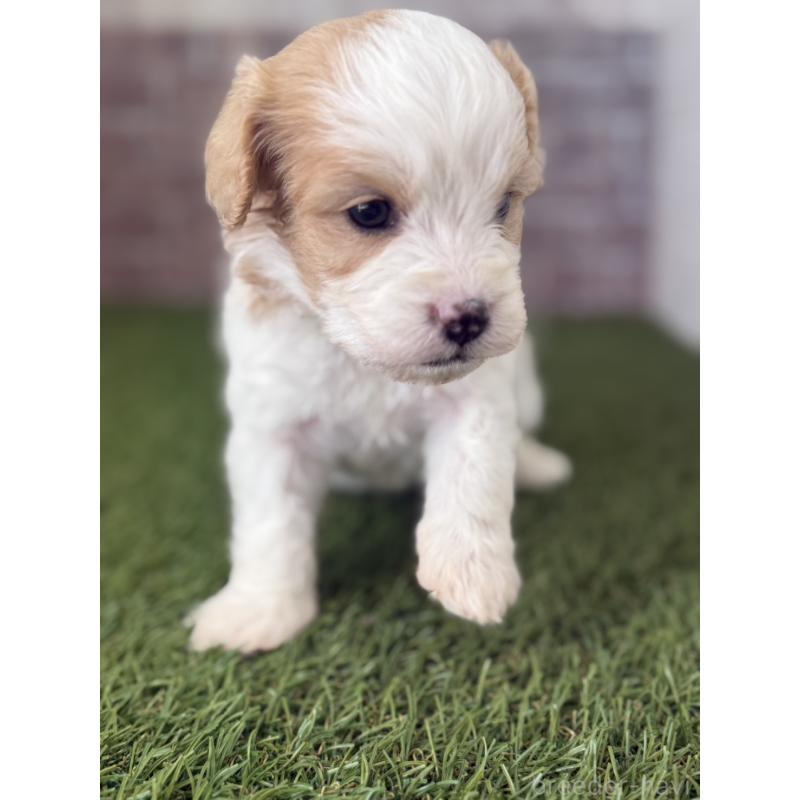 販売中の三重県のミックス犬-445341の3枚目