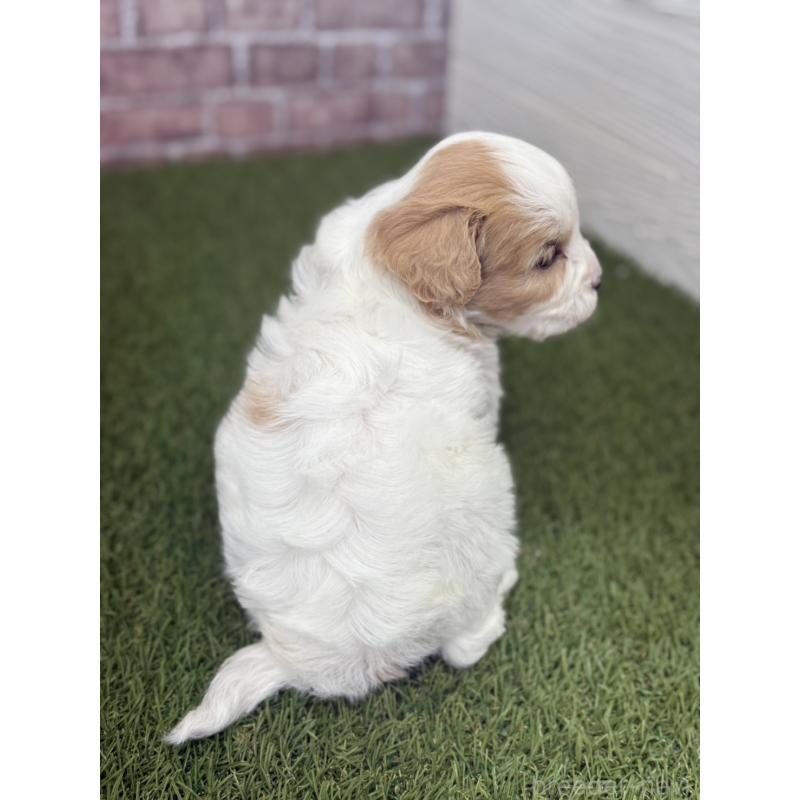 販売中の三重県のミックス犬-445341の2枚目