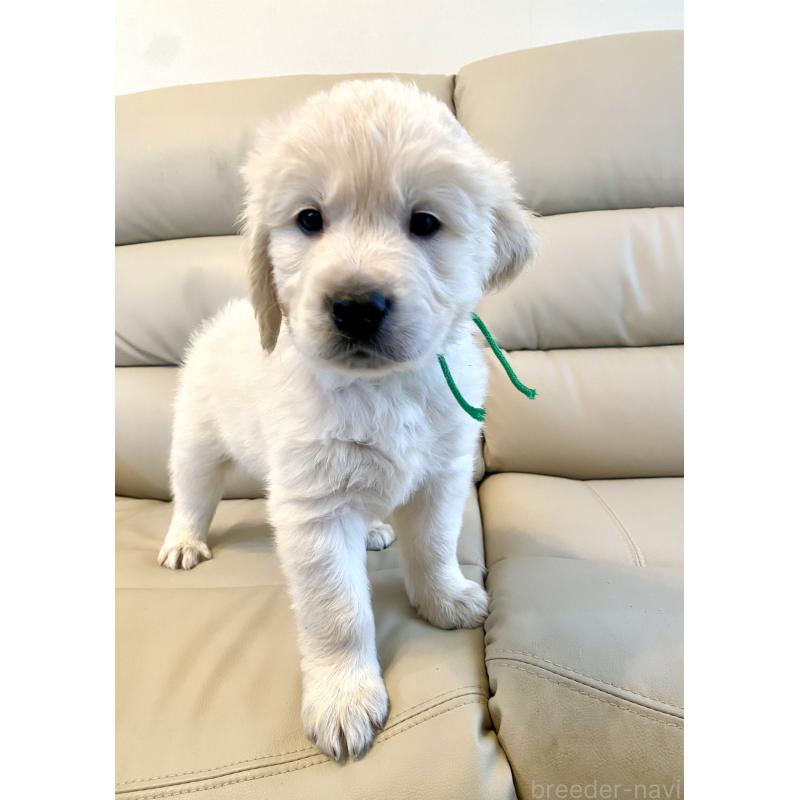 販売中の東京都のゴールデンレトリーバー-440376の47枚目