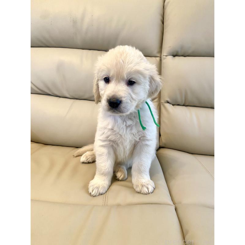 販売中の東京都のゴールデンレトリーバー-440376の46枚目