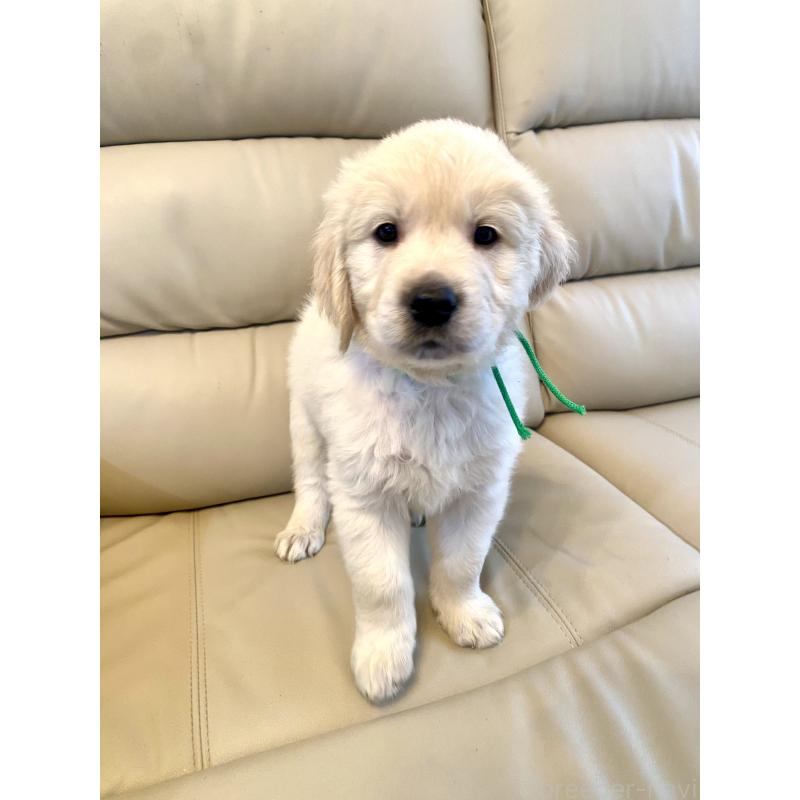 販売中の東京都のゴールデンレトリーバー-440376の45枚目