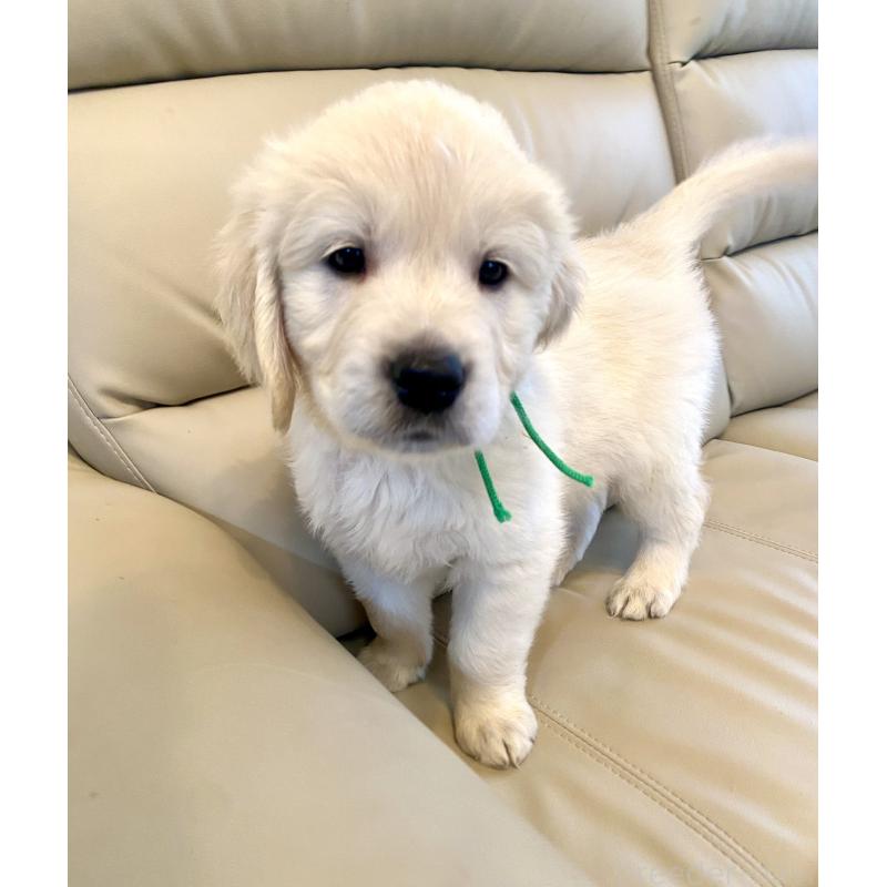 販売中の東京都のゴールデンレトリーバー-440376の44枚目