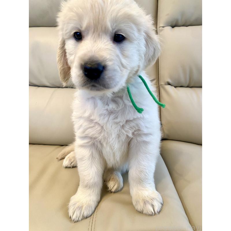 販売中の東京都のゴールデンレトリーバー-440376の43枚目