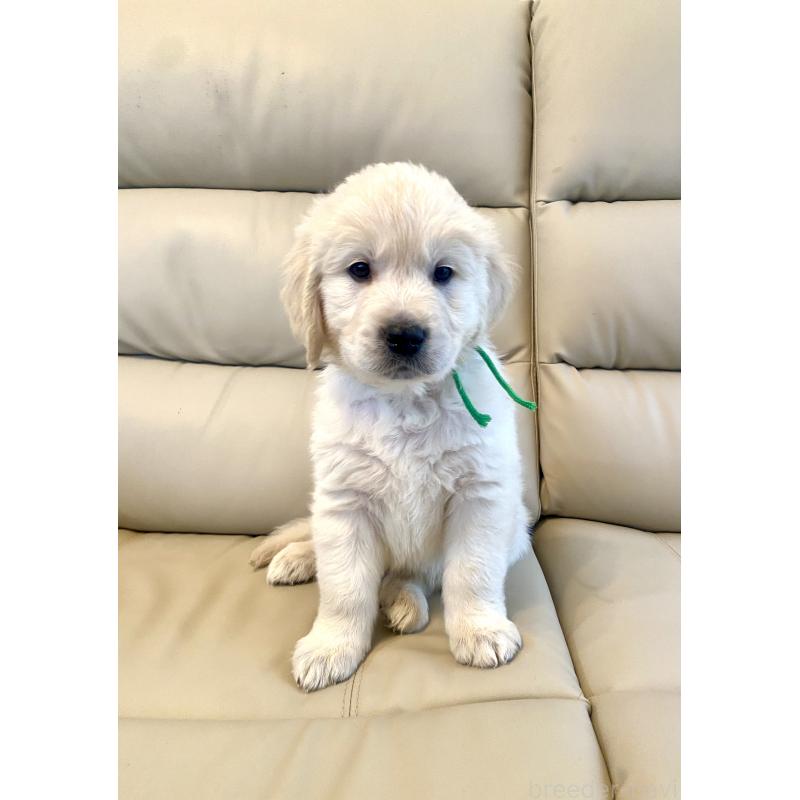 販売中の東京都のゴールデンレトリーバー-440376