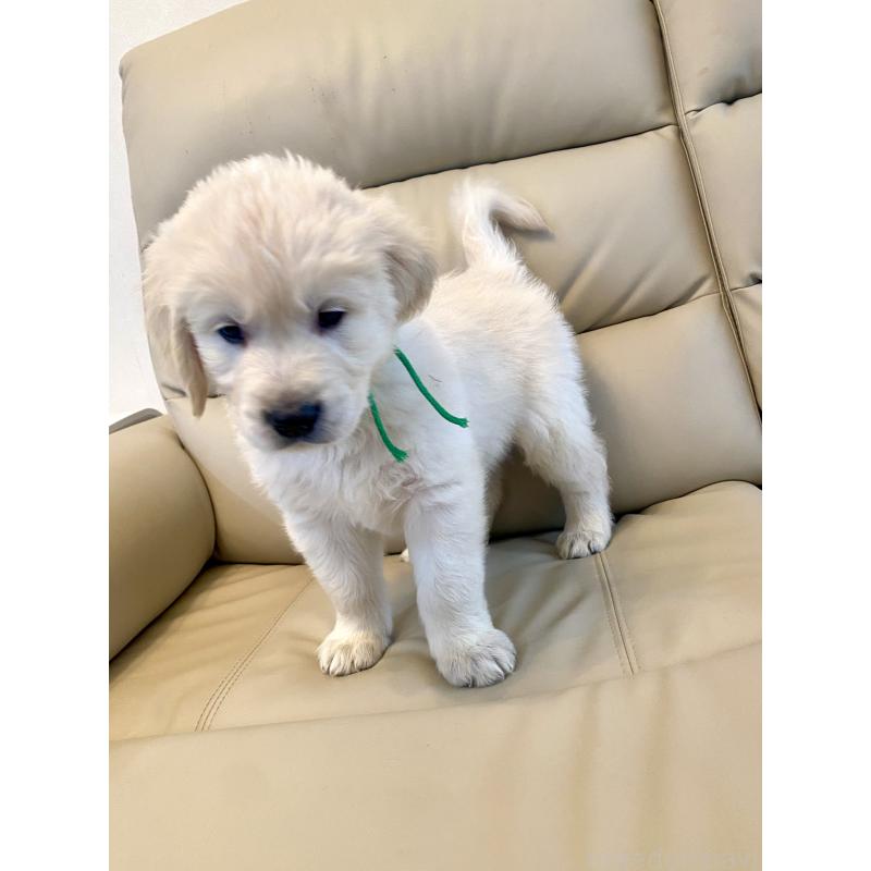 販売中の東京都のゴールデンレトリーバー-440376の40枚目