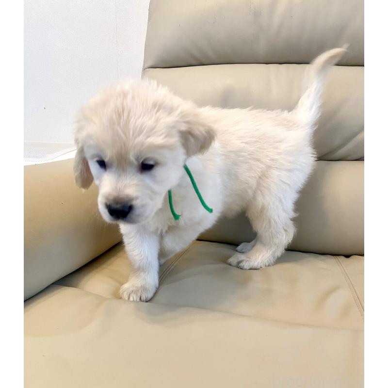 販売中の東京都のゴールデンレトリーバー-440376の39枚目