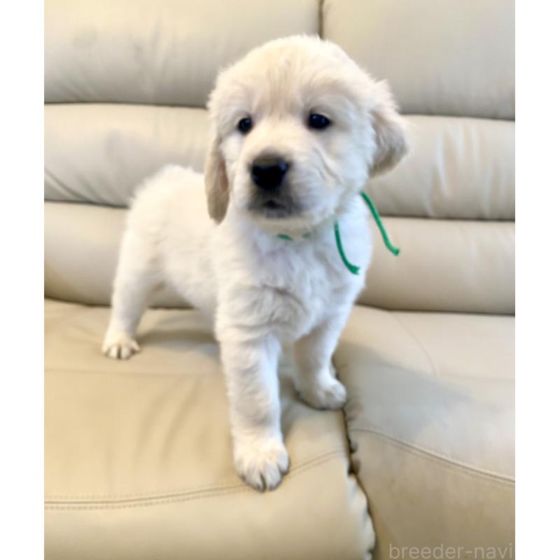 販売中の東京都のゴールデンレトリーバー-440376の38枚目