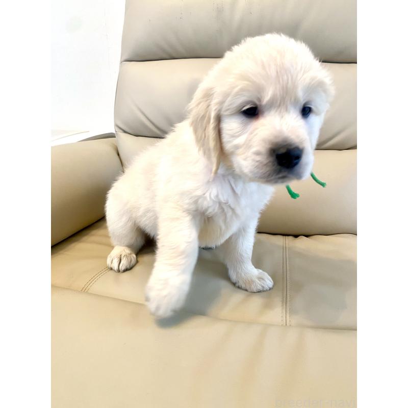 販売中の東京都のゴールデンレトリーバー-440376の37枚目