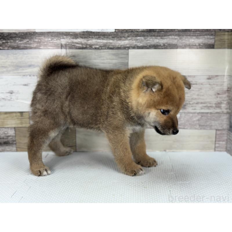 販売中の愛知県の柴犬-445343の5枚目