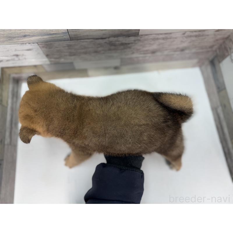 販売中の愛知県の柴犬-445343の3枚目