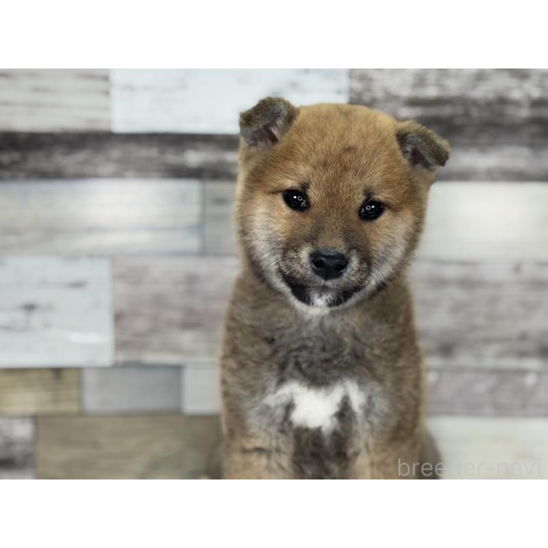 販売中の愛知県の柴犬-445343の2枚目