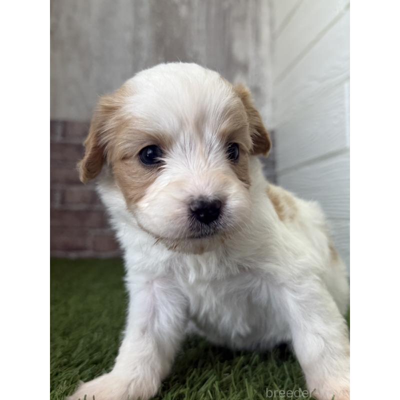 販売中の三重県のミックス犬-445342の5枚目