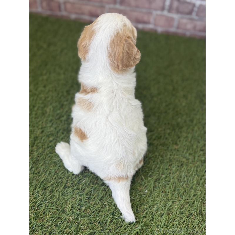 販売中の三重県のミックス犬-445342の4枚目