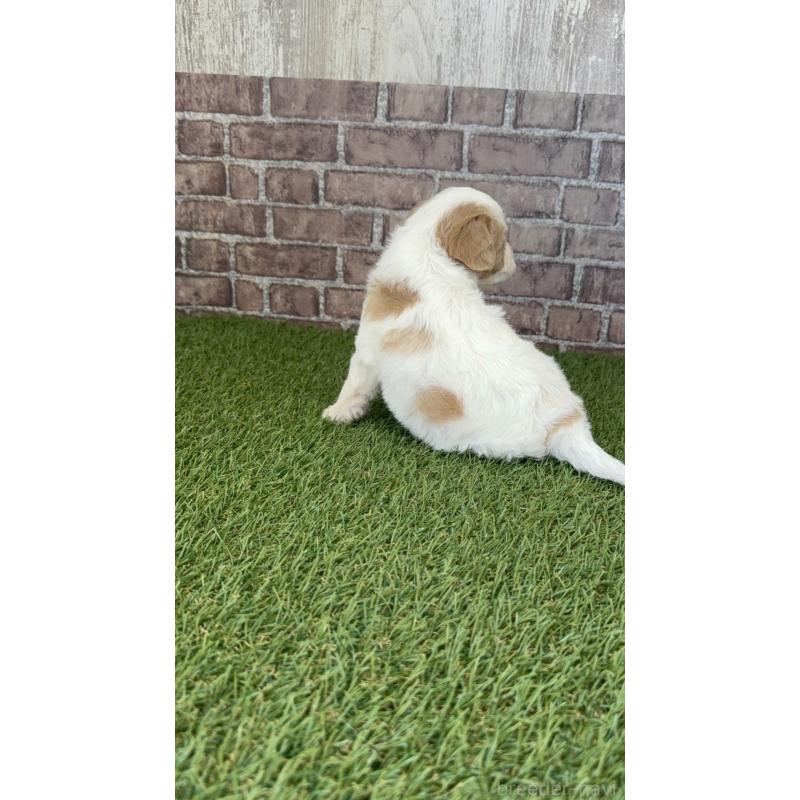 販売中の三重県のミックス犬-445342の3枚目