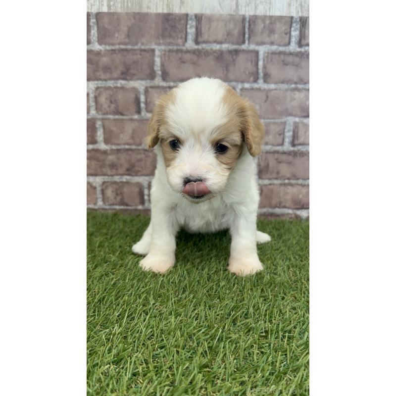 販売中の三重県のミックス犬-445342の2枚目