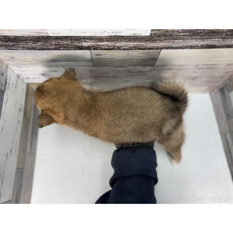 販売中の愛知県の柴犬-445345の4枚目