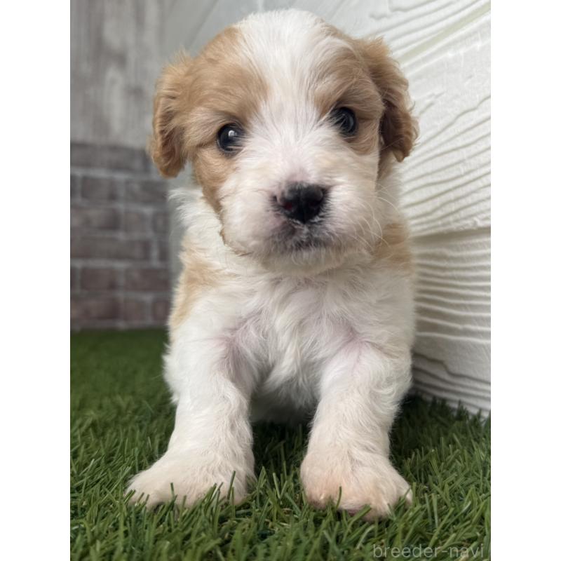 販売中の三重県のミックス犬-445344の6枚目