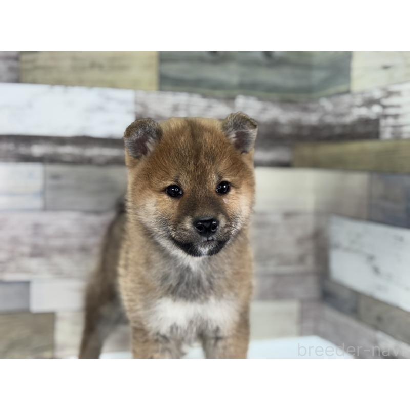 販売中の愛知県の柴犬-445345の3枚目