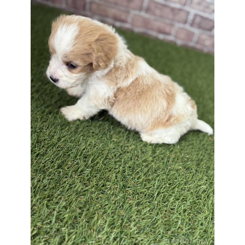 販売中の三重県のミックス犬-445344の5枚目