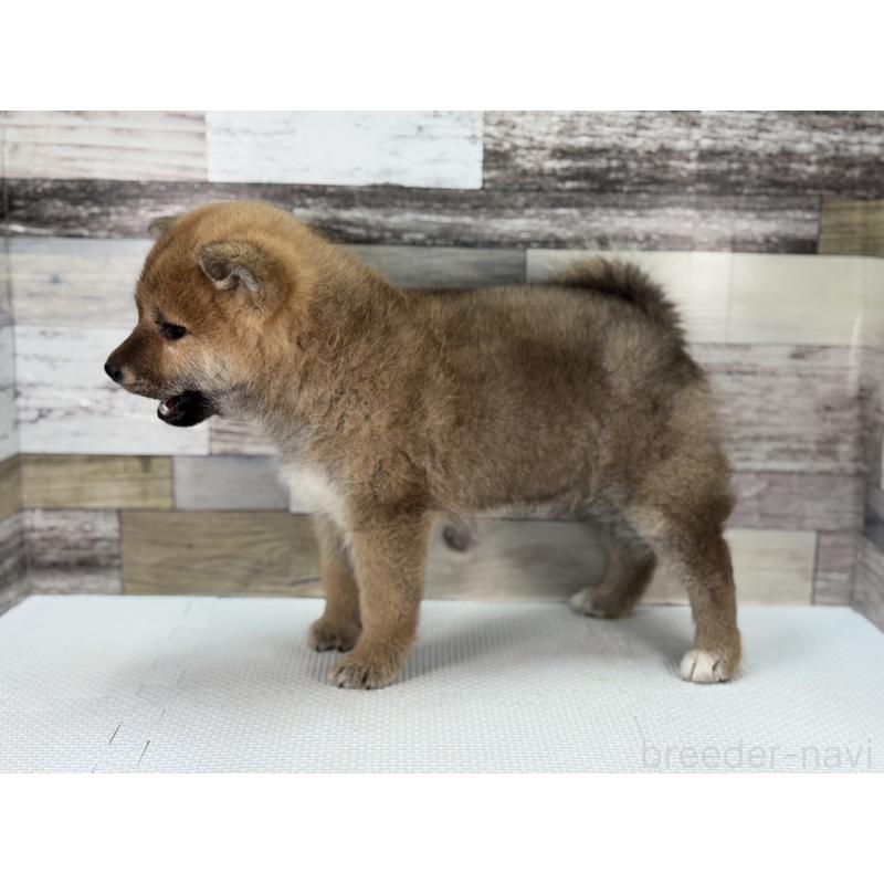 販売中の愛知県の柴犬-445345の2枚目