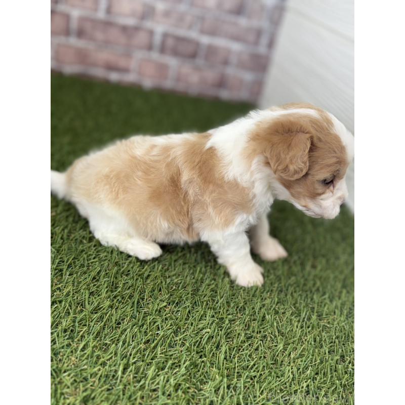 販売中の三重県のミックス犬-445344の3枚目