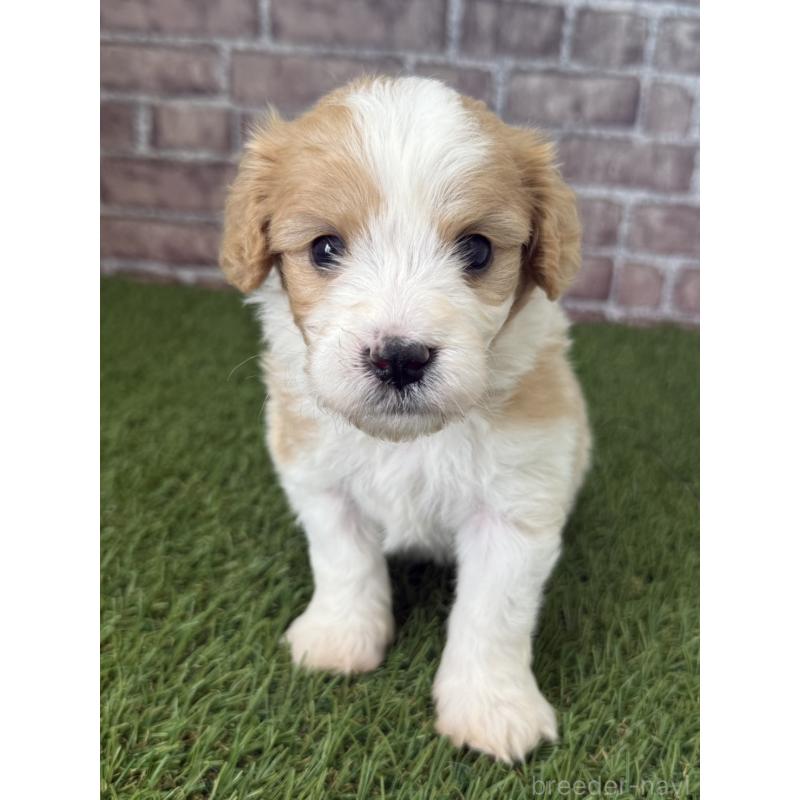 販売中の三重県のミックス犬-445344の2枚目