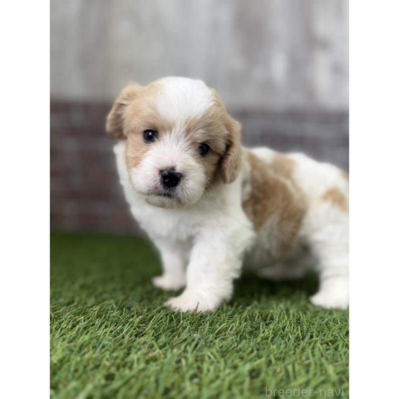 販売中の三重県のミックス犬-445346の5枚目