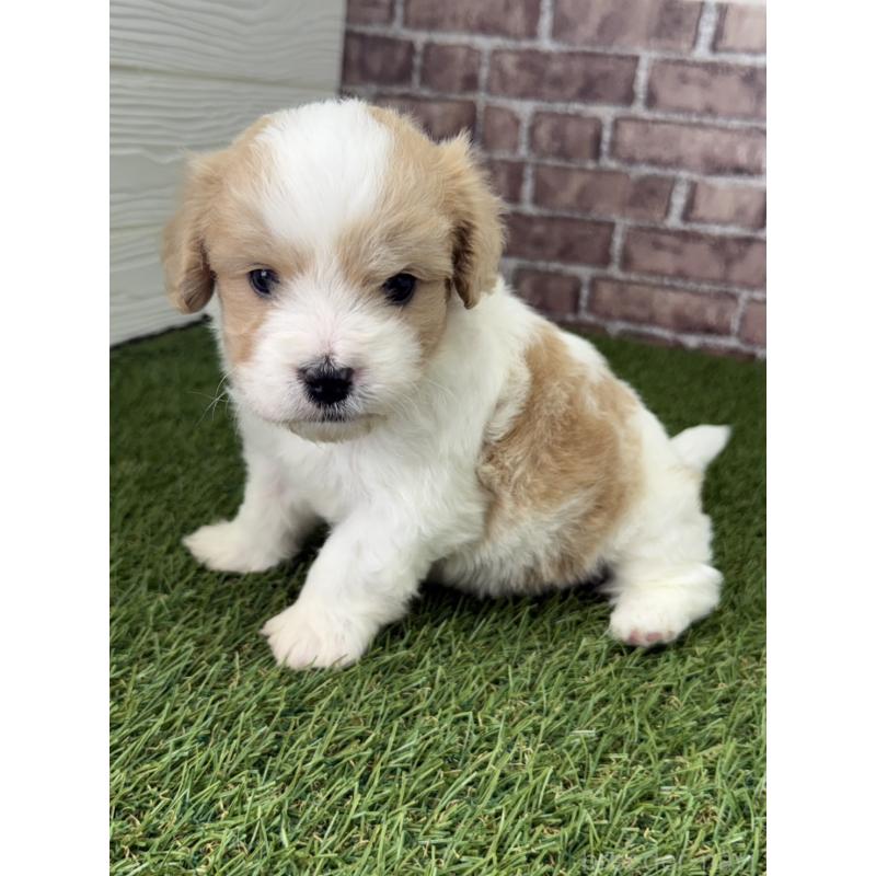 販売中の三重県のミックス犬-445346の4枚目