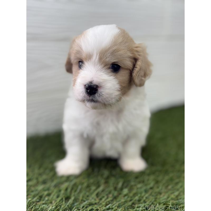 販売中の三重県のミックス犬-445346の3枚目