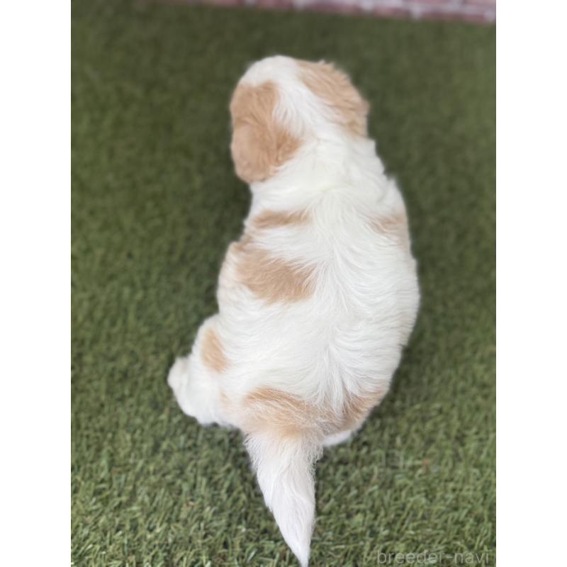 販売中の三重県のミックス犬-445346の2枚目