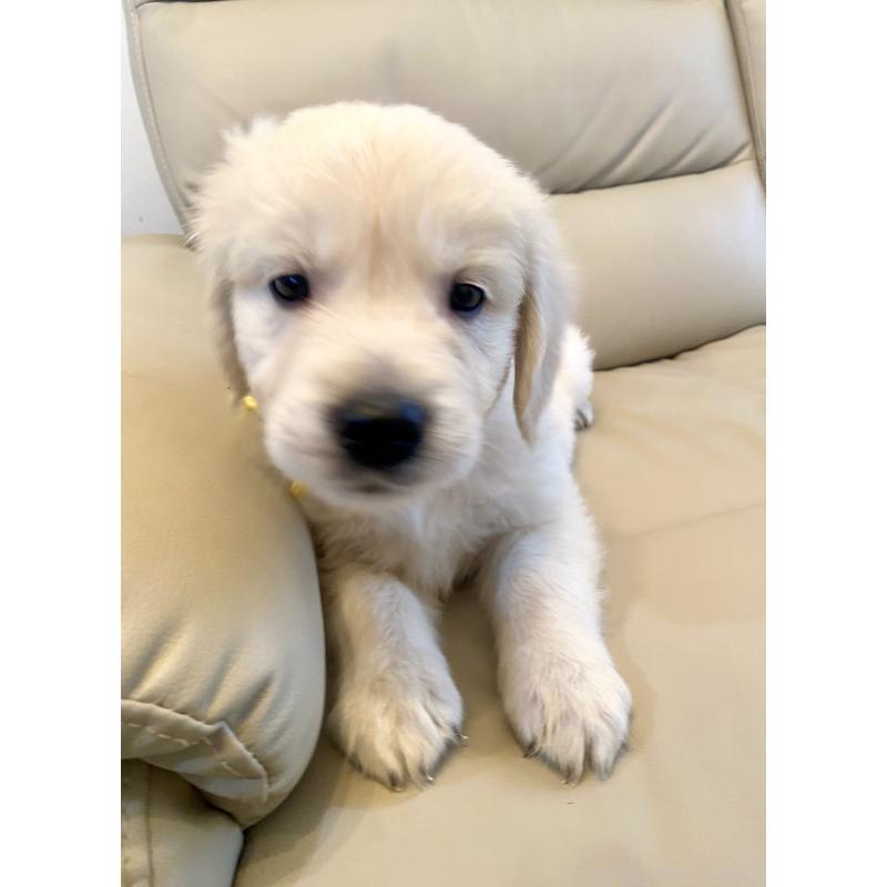 販売中の東京都のゴールデンレトリーバー-440373の46枚目