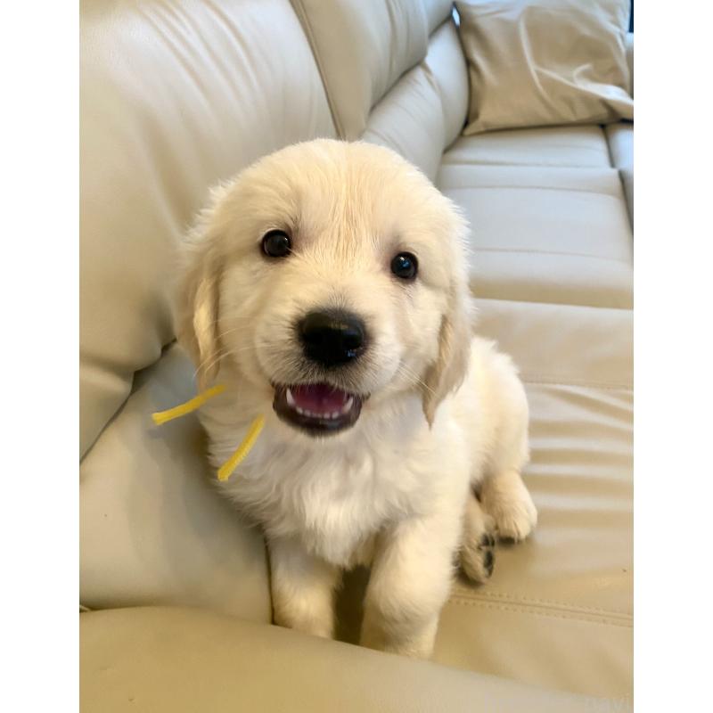 販売中の東京都のゴールデンレトリーバー-440373の45枚目