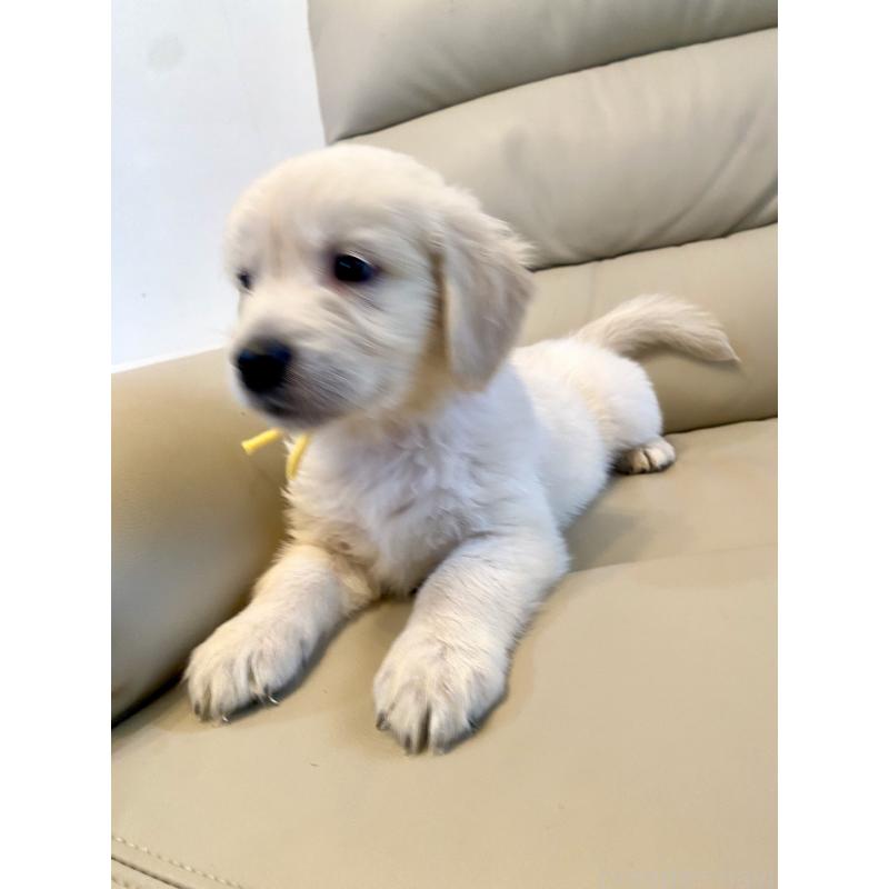 販売中の東京都のゴールデンレトリーバー-440373の44枚目