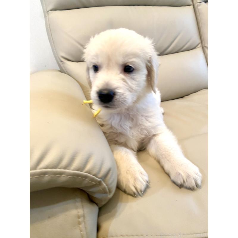 販売中の東京都のゴールデンレトリーバー-440373の43枚目