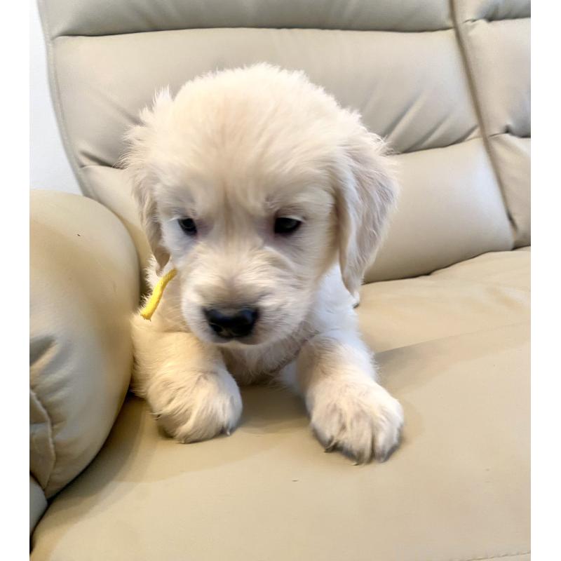 販売中の東京都のゴールデンレトリーバー-440373の42枚目