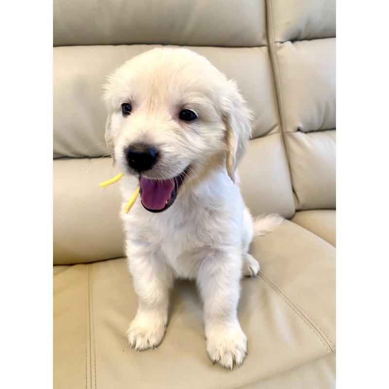 販売中の東京都のゴールデンレトリーバー-440373の41枚目