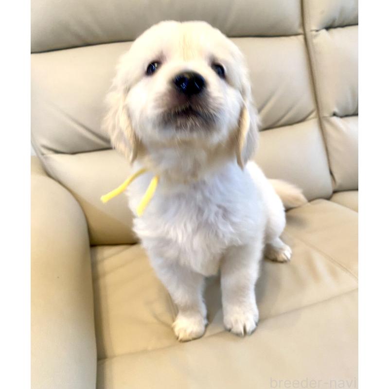 販売中の東京都のゴールデンレトリーバー-440373の40枚目