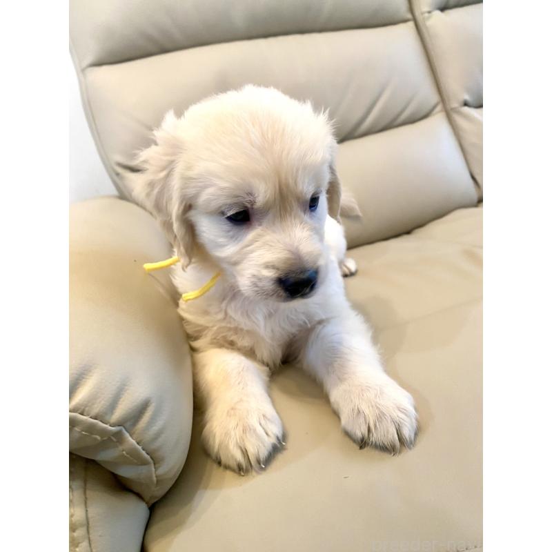 販売中の東京都のゴールデンレトリーバー-440373の39枚目