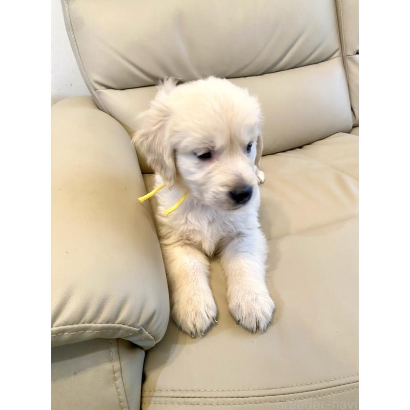 販売中の東京都のゴールデンレトリーバー-440373の38枚目