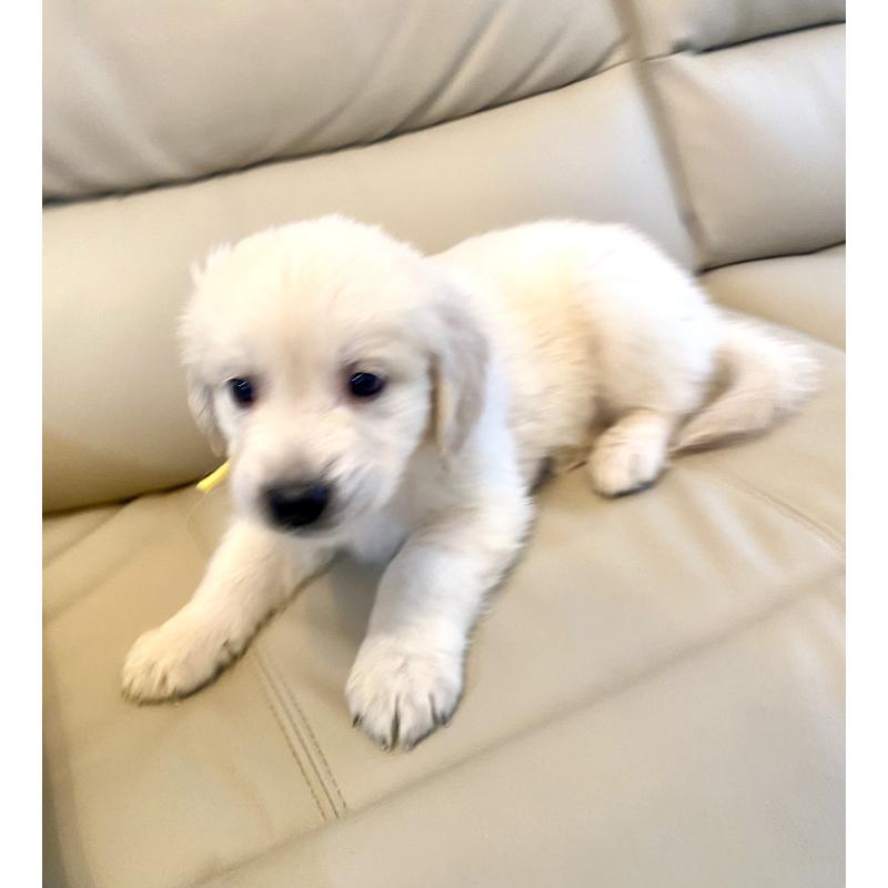 販売中の東京都のゴールデンレトリーバー-440373の37枚目