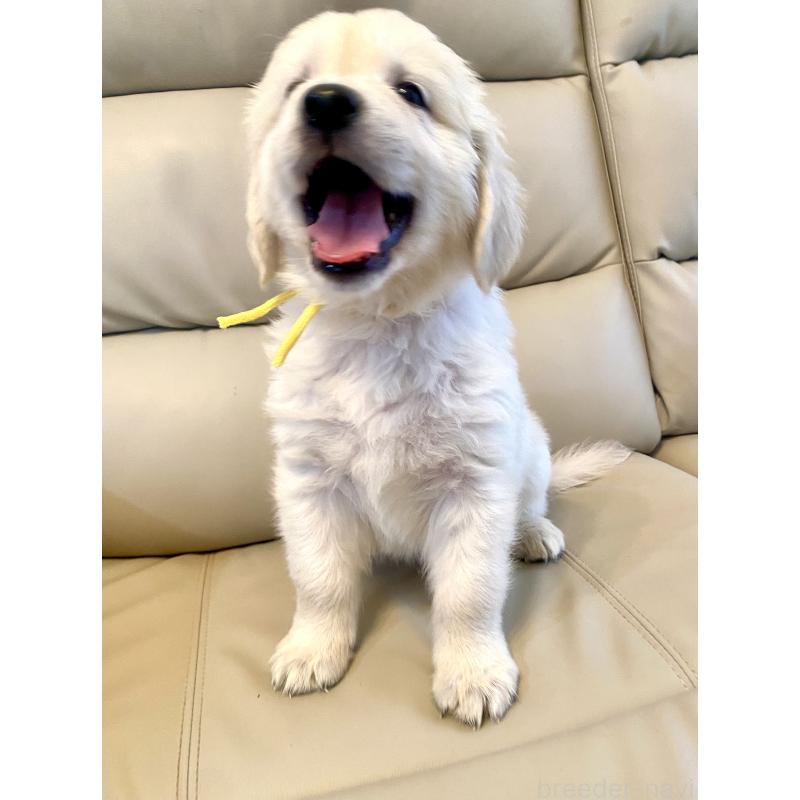 販売中の東京都のゴールデンレトリーバー-440373の36枚目