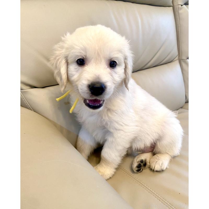 販売中の東京都のゴールデンレトリーバー-440373の35枚目