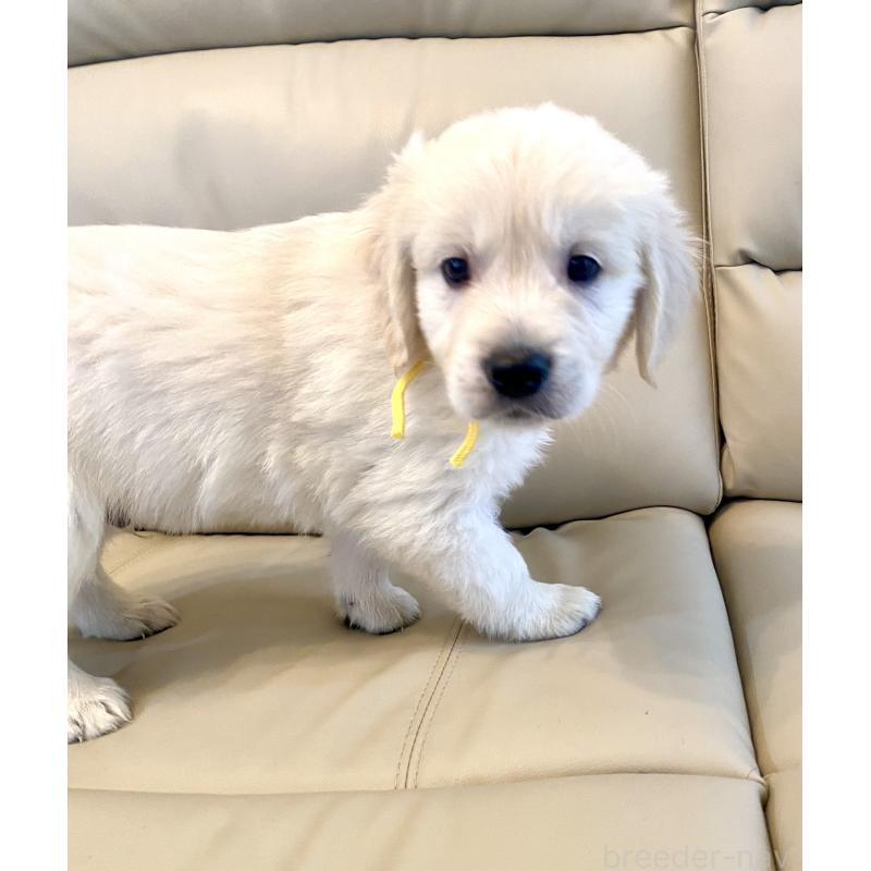 販売中の東京都のゴールデンレトリーバー-440373の34枚目