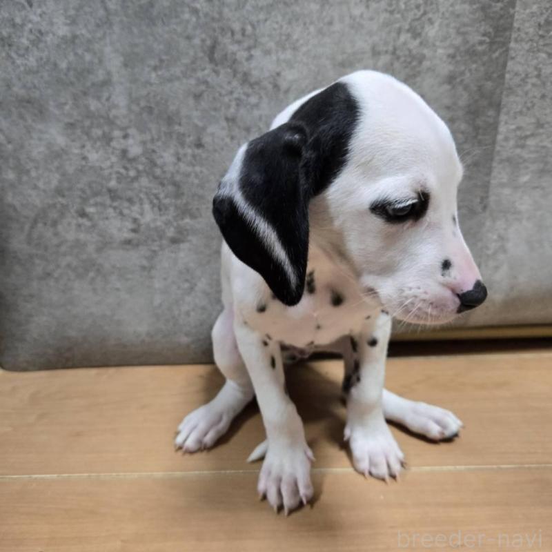 販売中の大阪府のダルメシアン-445348の6枚目