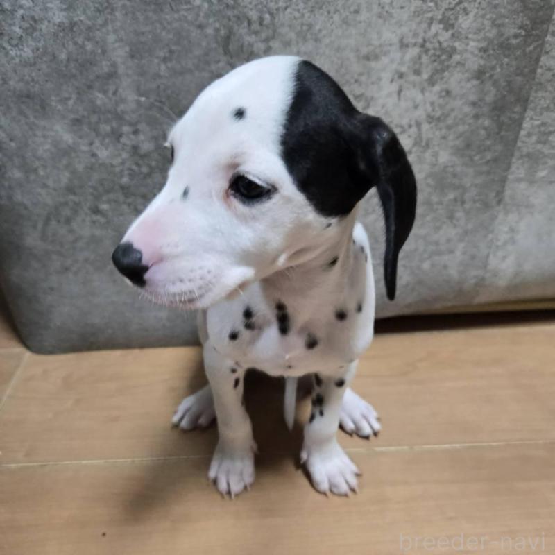 販売中の大阪府のダルメシアン-445348の5枚目