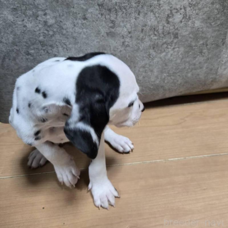 販売中の大阪府のダルメシアン-445348の3枚目