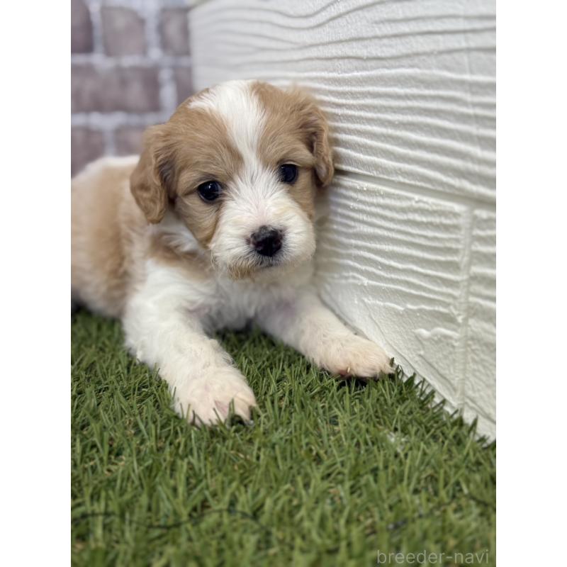 販売中の三重県のミックス犬-445349の5枚目